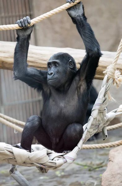 Gorilla Gäspningar Nära Upp Soliga Dag — Stockfoto