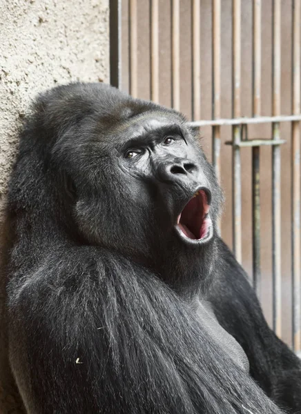 Gorille Bâille Près Dans Journée Ensoleillée — Photo