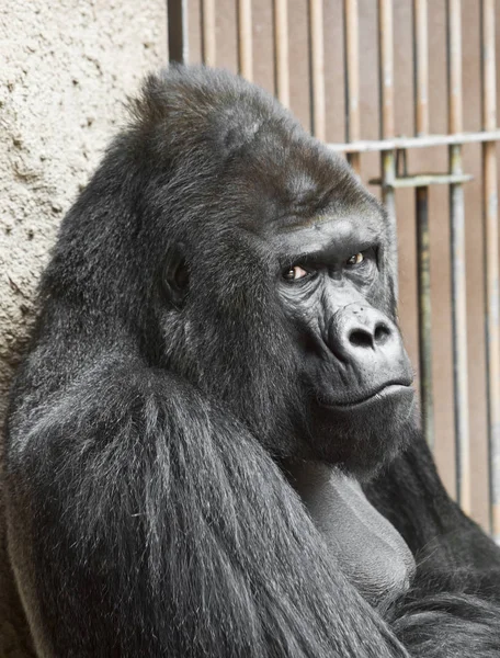 Gorilla Gäspningar Nära Upp Soliga Dag — Stockfoto