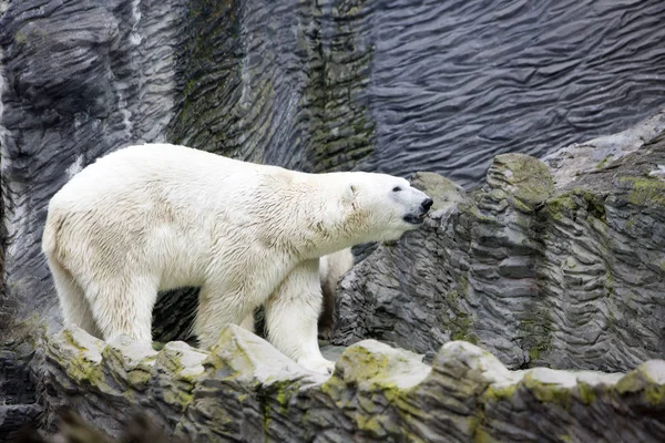 Polární Bílá Bear Close Slunečný Den — Stock fotografie