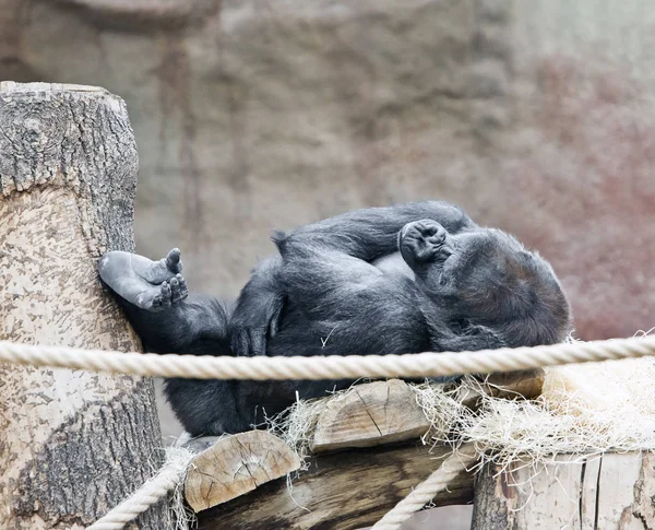 Gorillan Ligger Plattformen Trä — Stockfoto