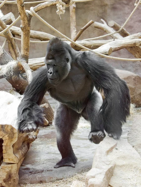 Gorilla Sits Tree Trunk — Stock Photo, Image