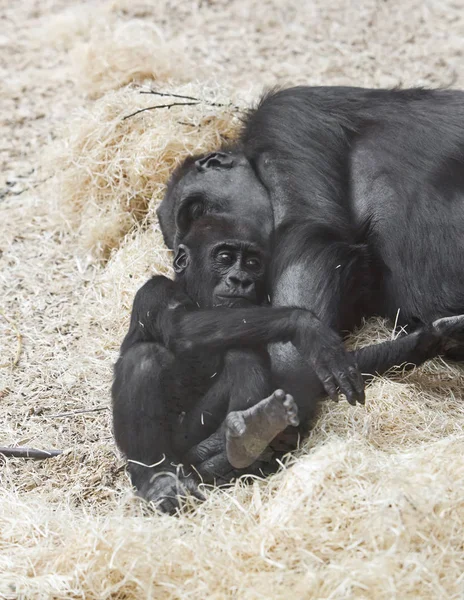 Gorille Femelle Avec Bébé — Photo