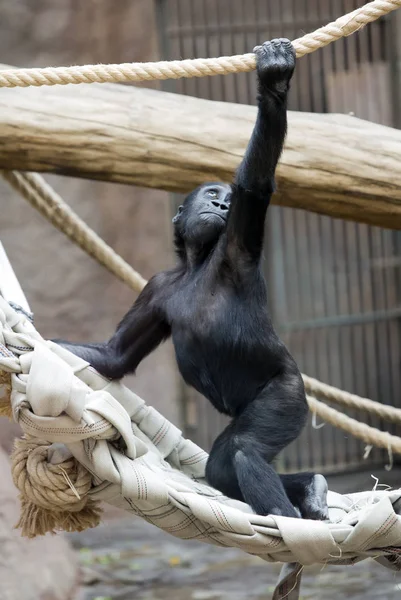 Gorilla Sitter Trädstam — Stockfoto