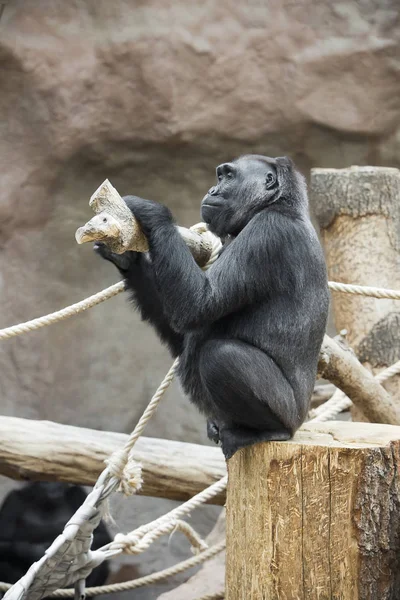 Gorilla Sits Tree Trunk — Stock Photo, Image