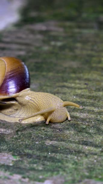 Extreme Closeup Snail Eating Green Moss — Stock Video