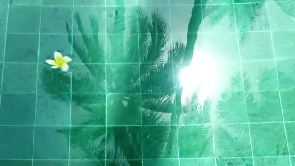 Bloem Witte Plumeria Franzhipan Drijvers Zwembad Water Palm Bomen Invloed — Stockvideo