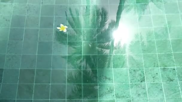 Flor Branco Plumeria Franzhipan Flutua Água Piscina Palmeiras Afetam Água — Vídeo de Stock