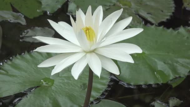 Flower White Lotus Background Water Green Leaves Early Morning — Stock Video