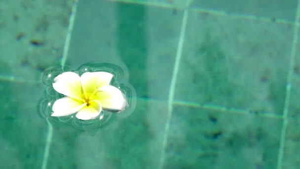 Цветок белый Plumeria franzhipan плавает в воде бассейна в тропическом курорте — стоковое видео