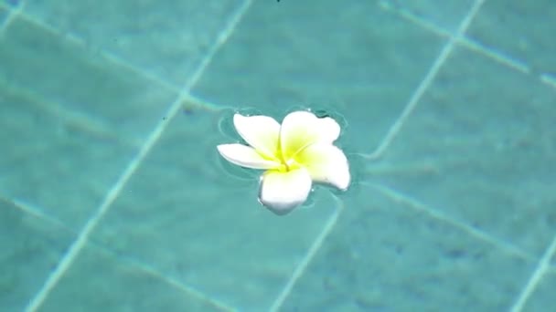 Blomma vit Plumeria franzhipan flyter i poolvatten i den tropiska resorten — Stockvideo