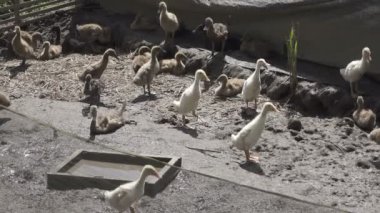 Bali gruptaki yerli ördek
