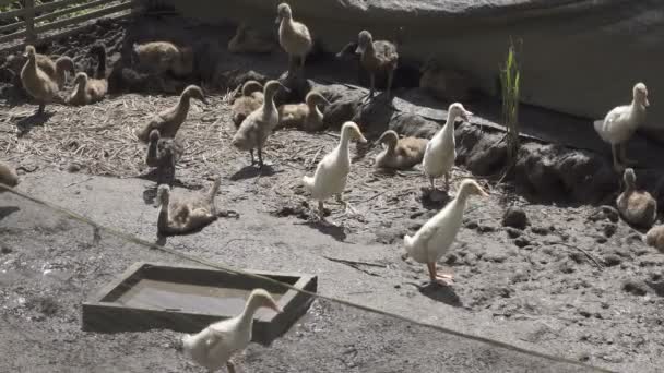 Pato doméstico na fazenda de Bali — Vídeo de Stock