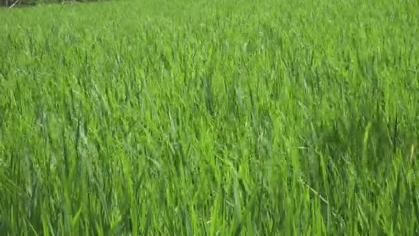 Wind schaukelt grüne Stiele von Reis auf dem Feld im Sommer sonnigen Tag — Stockvideo