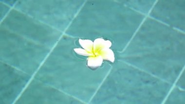 çiçek beyaz Plumeria franzhipan yüzer havuz suyu tropikal tatil