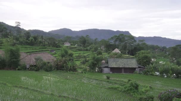 Stopáž přes rýžové terasy a palm stromy hory a dům zemědělců. Bali. Indonésie — Stock video