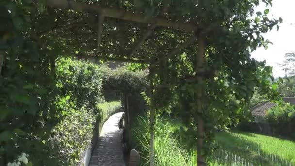 Kameran flyttas längs risterrasser och palmer av berg och hus av jordbrukare. Bali. Indonesien — Stockvideo