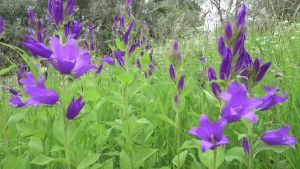 カメラはハンドベル森のフリンジに成長しているホタルブクロのラテンの青い花に沿って移動します — ストック動画