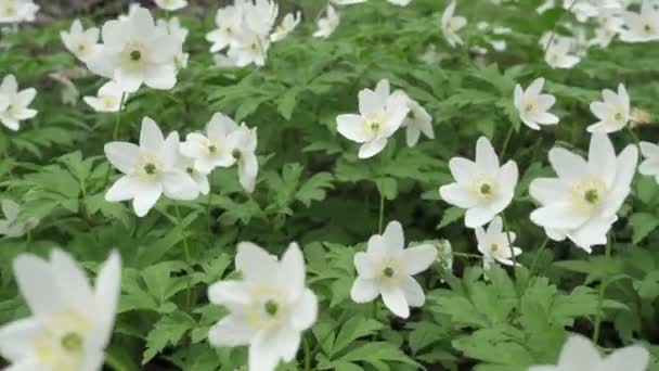 White Snowdrops Early Spring — Stock Video