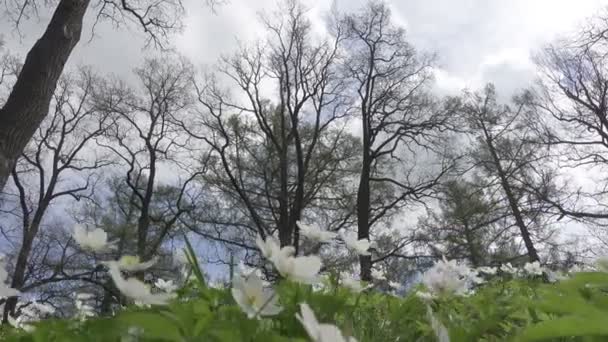 初春的白色雪花 — 图库视频影像