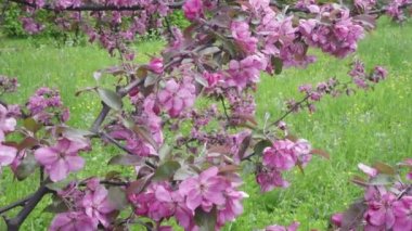 Kamera elma ağacı çiçek açması kırmızı çiçekler güneşli bahar günü içinde taşır.