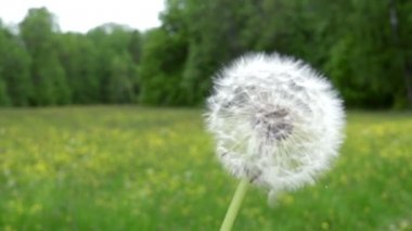 Karahindiba tohum şişmiş ve yeşil bir arka plan üzerinde uzak uçan