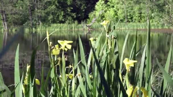 Iris pseudacorus yellow flag, yellow iris, water flag, lever est une espèce du genre Iris, de la famille des Iridaceae au bord du lac par temps ensoleillé 