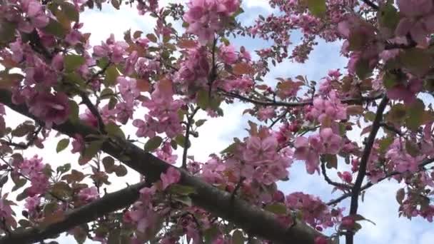 カメラは晴れた春の日に赤い花を咲かせてアップル ツリーに沿って移動します — ストック動画