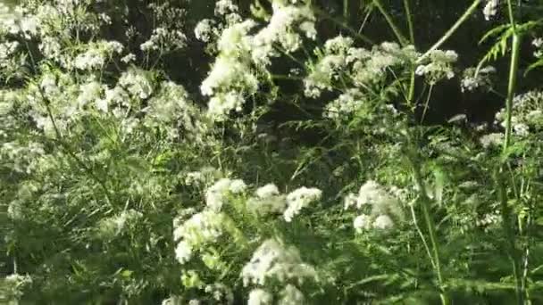 Pimpinella Saxifraga Conhecida Como Saxifragem Burnet Saxifragem Burnet Solidstem Burnet — Vídeo de Stock