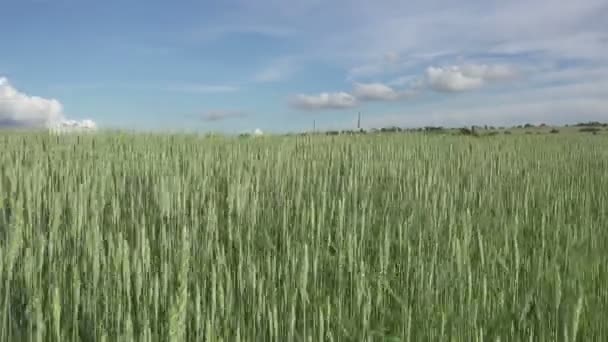 在科尼什的乡村 一片在风中飘荡的大麦 — 图库视频影像