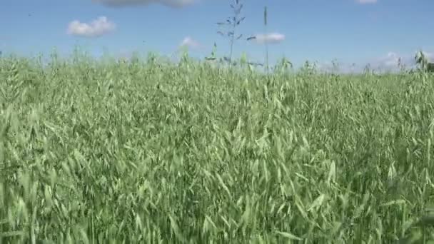 Campo Trigo Brisa Céu Nublado Cultura Cereais Terra Agricultura Vista — Vídeo de Stock