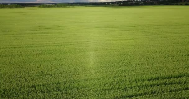 黑麦绿地 有行线 黑麦田的空中景观 绿桶在风中摇曳 大麦场空中景观 — 图库视频影像