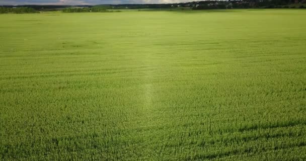 Grünes Feld Aus Roggen Mit Reihenlinien Luftaufnahme Von Roggenfeldern Feld — Stockvideo