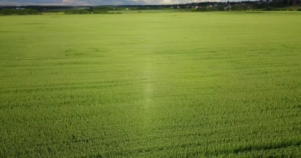 Grünes Feld Aus Roggen Mit Reihenlinien Luftaufnahme Von Roggenfeldern Feld — Stockvideo