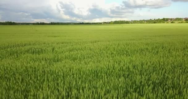 Zelené Pole Žita Řádky Letecký Pohled Rye Fields Pole Zeleným — Stock video