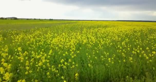 Вид Дрона Солнечный День Затылок Colza Brassica — стоковое видео