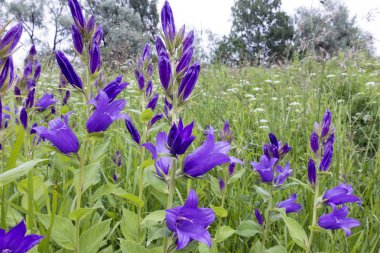 Campanula latifolia, çayırda çiçek açan bir güneşli yaz günü dev bellflower