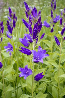 Campanula latifolia, çayırda çiçek açan bir güneşli yaz günü dev bellflower