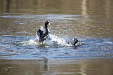Avrasya Sakarmeke (Fulica atra) sırasında çiftleşme seaso su onların kanat çırpar