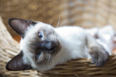 Genç kedi, yavru kedi Siam oryantal doğurmak, bobtail Mekong, yatıyor