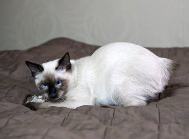 Genç kedi, yavru kedi Siam oryantal doğurmak, bobtail Mekong, bir kapak üzerinde yatıyor