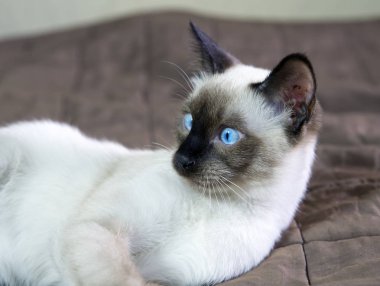 yavru kedi kısa saçlı renkli mühür noktası şaşırmış görünüyor