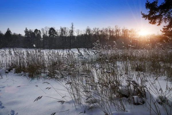 Das Ufer Des Waldsees Mit Stöcken Vordergrund Wintersonnenuntergang — Stockfoto