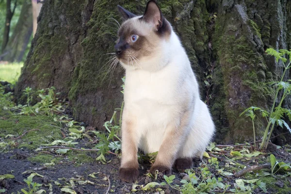 若い猫 シャムのタイプ メコン ボブテイル木の隣に座っています — ストック写真