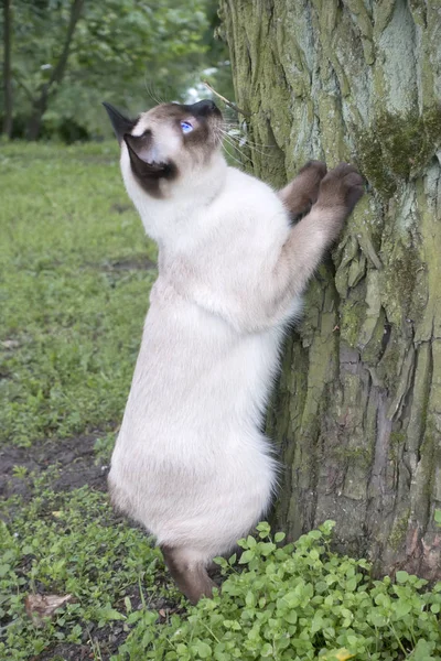 Den Unga Katten Siamese Typ Mekong Bobtail Försöker Klättra Träd — Stockfoto