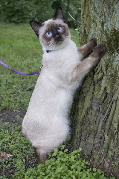 Young Cat Siamese Type Mekong Bobtail Trying Climb Tree — стоковое фото