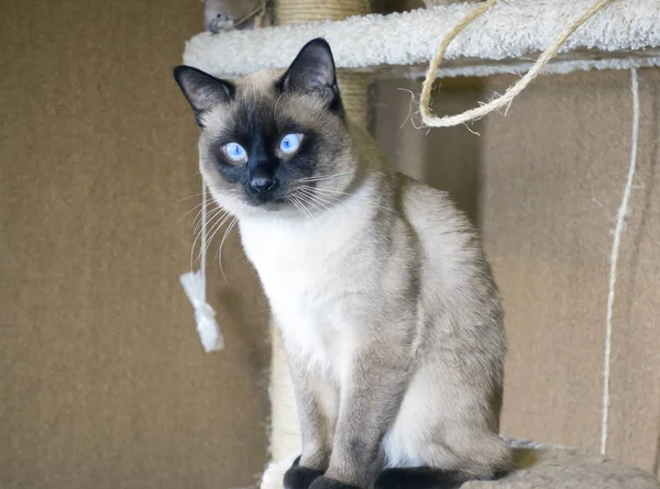 Jonge Slanke Haired Kat Siam Oosterse Groep Spelen Met Een — Stockfoto