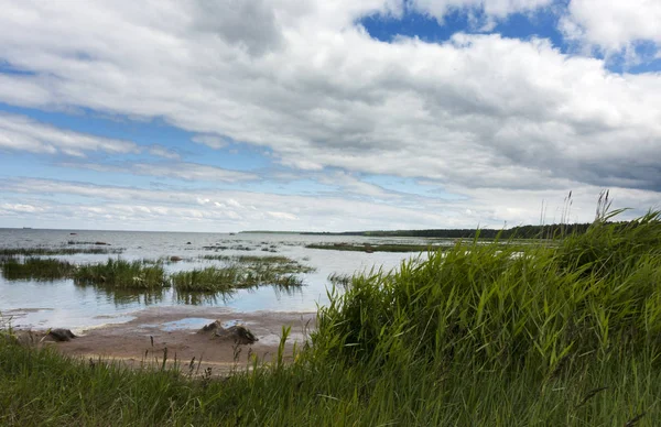 Costa Arenosa Del Golfo Finlandia Con Una Hierba —  Fotos de Stock
