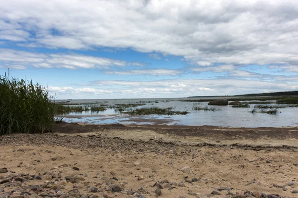 Zanderige Kust Van Golf Van Finland Met Een Lage Gras — Stockfoto