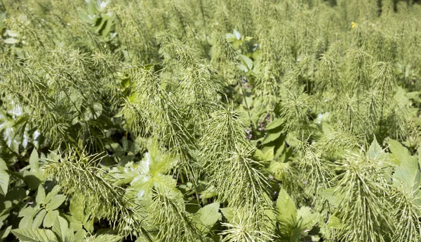 Bir Kuyruğu Taze Lahanası Equisetum Yılan Otu Puzzlegrass Sprin Başında — Stok fotoğraf